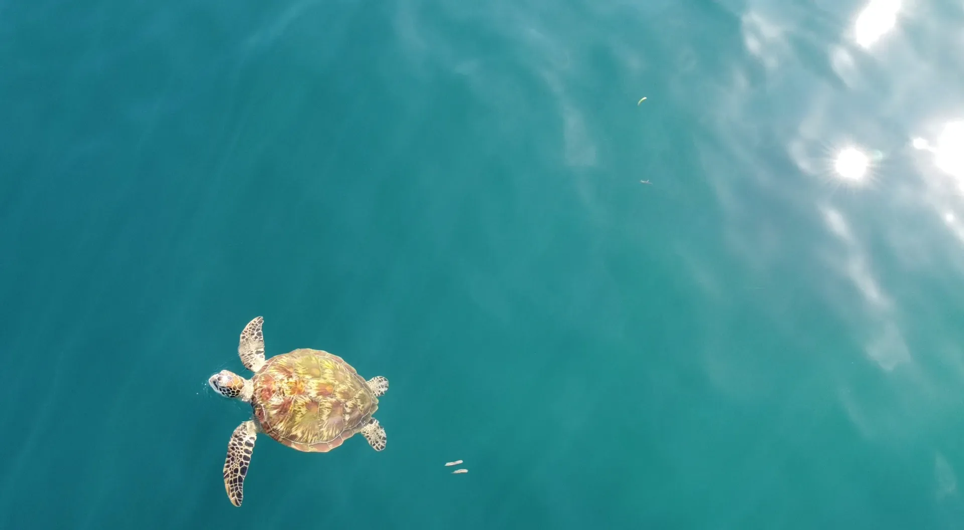 Marine biodiversity